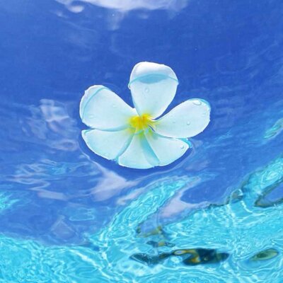 Profile Picture of Colette Richard (@alexthelolguy) on Twitter