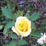 Teresa Patrick Harrell - Instagram Profile Picture of Teresa Patrick Harrell (@teresaharrell) on Instagram