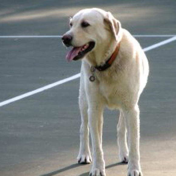 Profile Picture of Consuelo Lyonnet (@consueloly) on Poshmark