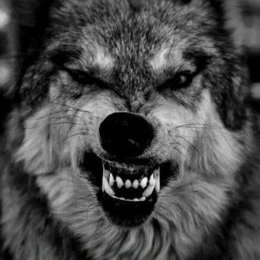 Profile Picture of Thomas Daniel Sword (@thomas_sword) on Twitter