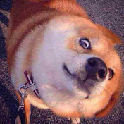 Profile Picture of Kevin QI (@kevinqi8249) on Youtube