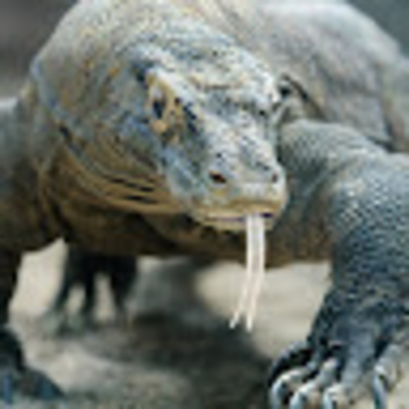 Tashi Dharamsi - Poshmark Profile Picture of Tashi Dharamsi (@tashidharamsi) on Poshmark