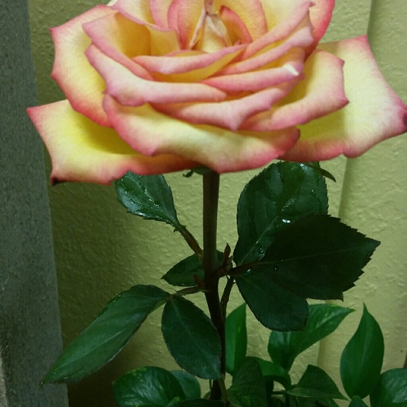 Profile Picture of Josefina Guanchez (@josefguanchez) on Poshmark