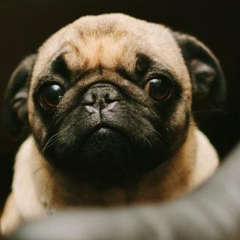 Profile Picture of Katelyn Whitney (@kittenlover003) on Twitter