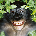 Profile Picture of Andrew Andersson (@northape) on Flickr