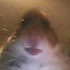 Profile Picture of maxhoffst (@@maxhoffst) on Tiktok