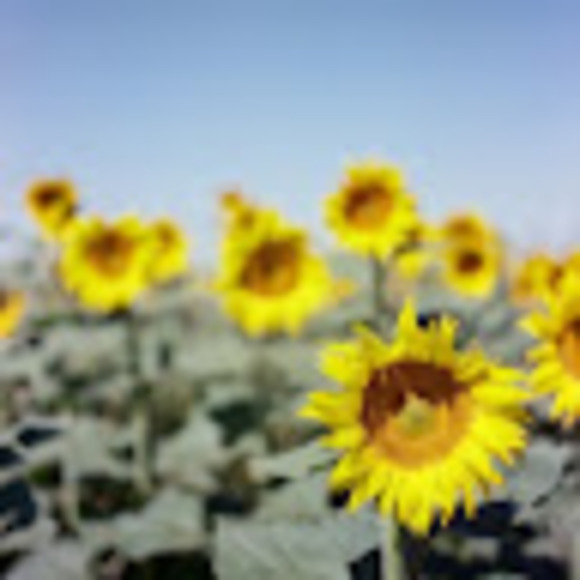 Tony Wang - Poshmark Profile Picture of Tony Wang (@tonywang886) on Poshmark