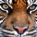 Profile Picture of CareyBrenda Jonasson-Hieb (@4hiebsters) on Pinterest