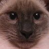 Profile Picture of Bluepaintcat (@Bluepaintcat) on Flickr
