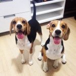 Profile Picture of Lilly & Marshall (@lillymarshall_beagles) on Instagram