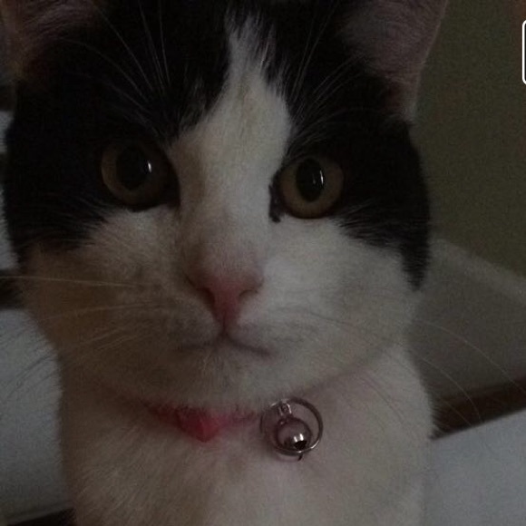 Profile Picture of Audrey Chittock (@sweeneja) on Poshmark