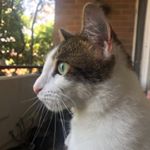 Profile Picture of Hati Roberts🍃 (@hati_the_baby_kitty) on Instagram
