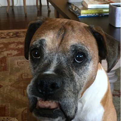 Profile Picture of Steve Clemmer (@steveclemmer) on Twitter