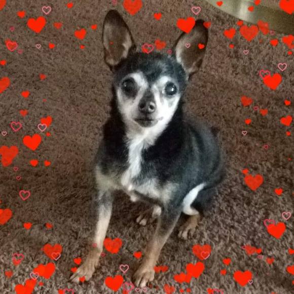 Profile Picture of Ronda Weber (@ronda_weber) on Poshmark