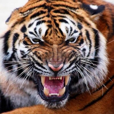 Profile Picture of Paul Pressler (@defenseman7) on Twitter