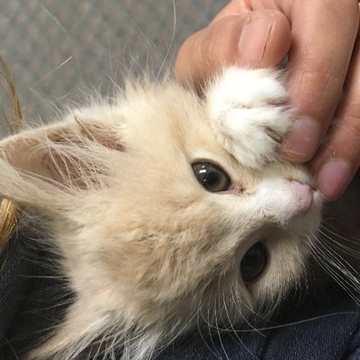 Profile Picture of Stacey Nadeau (@stacey_nadeau) on Twitter