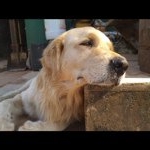 Profile Picture of deecote (@deecote) on Instagram