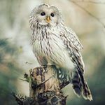 Profile Picture of ميِرزَا كَيَانّ 👑 (@hussein.jamal.kadi) on Instagram