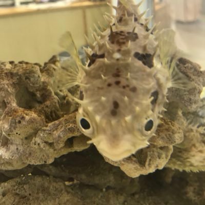 Profile Picture of TKG Uwatoko (@TKG_uwatoko) on Twitter