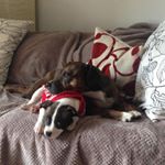 Profile Picture of Ted Pithers (@albert_and_nellie_doggo) on Instagram