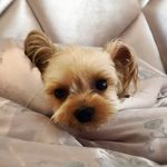 Profile Picture of coco黃可可+黃都🉑️ (@cocohuang1024) on Instagram