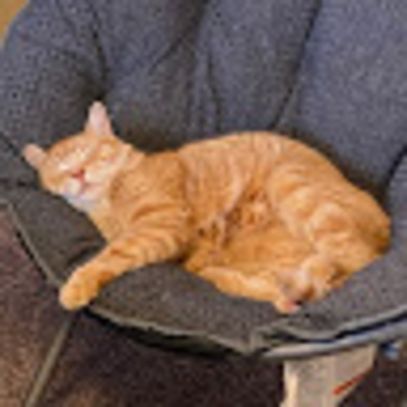 Profile Picture of Anna Vandenbussche (@anna_vandy) on Poshmark