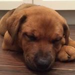 Profile Picture of Kate Phelan (@timelordmama6) on Instagram