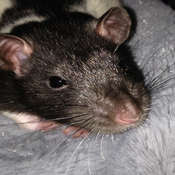 Lauren Crammer - Poshmark Profile Picture of Lauren Crammer (@helterskelter25) on Poshmark