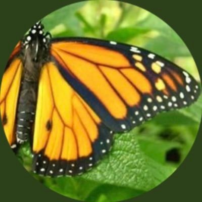 Profile Picture of Tâi-bûn 👌大樺斑  🦋 (@momwannacry) on Twitter