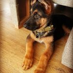 Profile Picture of Овчарик (@german_shepherd_ovcharik_) on Instagram