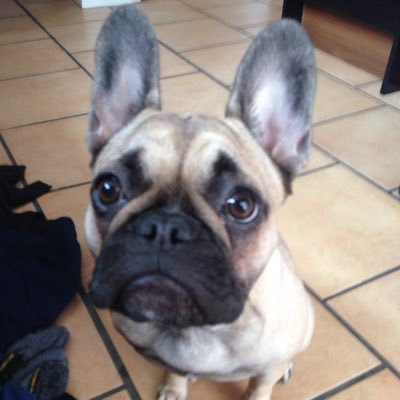 Debra Elaine Foschi - Twitter Profile Picture of Debra Elaine Foschi (@debra_foschi) on Twitter