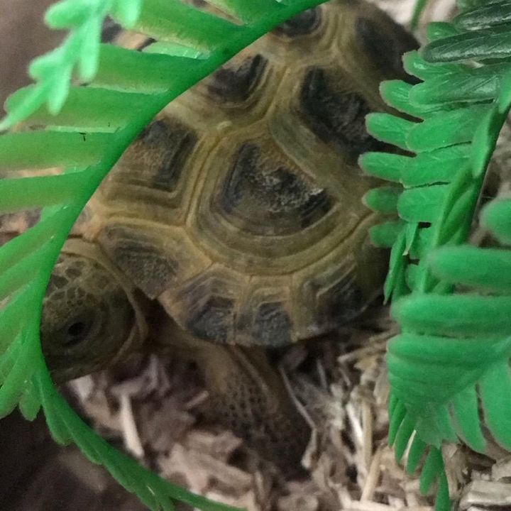 Profile Picture of sheldon.the.tortoise.x (@sheldon.the.tortoise.x) on Tiktok