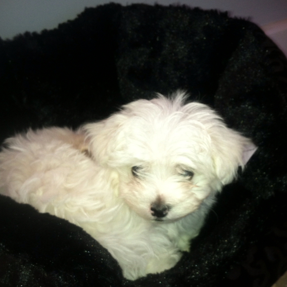 Profile Picture of Vanessa Papraniku (@arbenesha1) on Poshmark