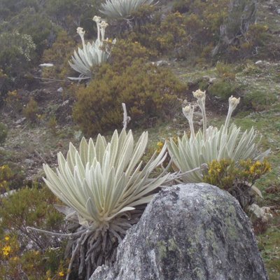 Profile Picture of LUIS MANUEL IRIGOYEN (@LUISMANUELIRIG1) on Twitter