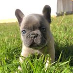 Profile Picture of Brodie Wayne (@brodiethefrenchie_) on Instagram