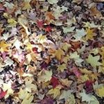 Profile Picture of Vicki Martin (@tudors2001) on Instagram