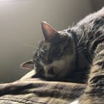 Profile Picture of Jesse Baughman (@saux_and_willow) on Instagram