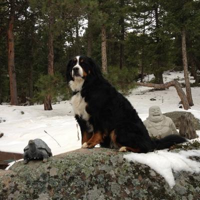 Profile Picture of Iris Solomon (@303Iris) on Twitter