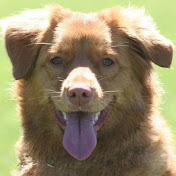 Profile Picture of Heximer Tollers (@heximertollers7468) on Youtube