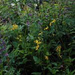 Profile Picture of Eileen_Mullins (@eileen_mullinsq) on Instagram