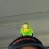 Profile Picture of Jesse Steeves (@@strayouttadartmouth) on Tiktok