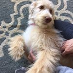 Profile Picture of Robin Morris (@remington1007) on Instagram