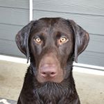 Rob Brandt - Instagram Profile Picture of Rob Brandt (@4rbrandt) on Instagram