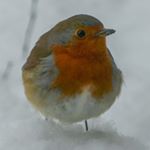 Andrew Bartlett - Instagram Profile Picture of Andrew Bartlett (@abartlettpear) on Instagram