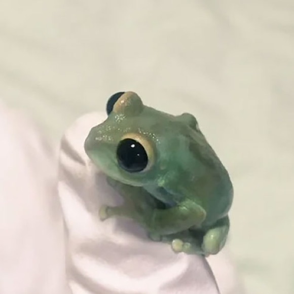 Profile Picture of Lillian Wang (@catna2012) on Poshmark