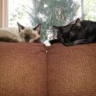 Profile Picture of Gretchen Koontz Bobst (@agbobst) on Pinterest