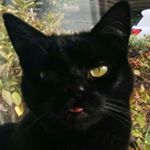 Profile Picture of Craig Whiteley (@craig_whiteley) on Instagram