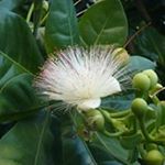 Profile Picture of Pam Kirby (@kirby_pam) on Instagram