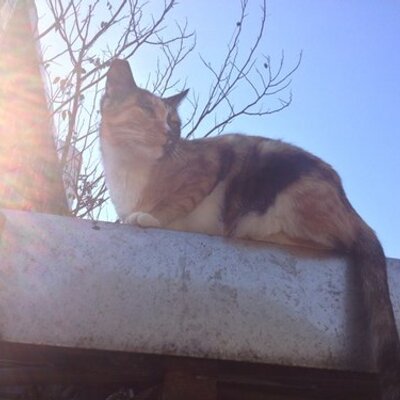 Trisha Lin - Twitter Profile Picture of Trisha Lin (@tovu84) on Twitter