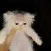 Profile Picture of MJay (@mjaychess) on Tiktok